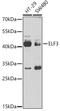 ELF3 antibody, 15-016, ProSci, Western Blot image 