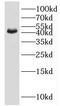 Isocitrate dehydrogenase [NAD] subunit gamma, mitochondrial antibody, FNab04123, FineTest, Western Blot image 