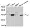 Four And A Half LIM Domains 1 antibody, A01258, Boster Biological Technology, Western Blot image 