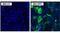Red Firefly Luciferase antibody, PA1-179, Invitrogen Antibodies, Immunofluorescence image 