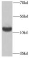 Peptidase, Mitochondrial Processing Beta Subunit antibody, FNab06576, FineTest, Western Blot image 