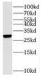 MRT4 Homolog, Ribosome Maturation Factor antibody, FNab05367, FineTest, Western Blot image 