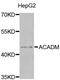 Acyl-CoA Dehydrogenase Medium Chain antibody, MBS127291, MyBioSource, Western Blot image 