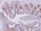 Microtubule Associated Protein 7 antibody, PA5-31782, Invitrogen Antibodies, Immunohistochemistry frozen image 