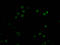 DNA Methyltransferase 1 antibody, CSB-RA160202A0HU, Cusabio, Immunofluorescence image 