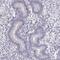 Coiled-Coil Domain Containing 136 antibody, PA5-67138, Invitrogen Antibodies, Immunohistochemistry paraffin image 