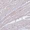 Phospholipase C Delta 4 antibody, HPA038139, Atlas Antibodies, Immunohistochemistry frozen image 