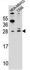 Interferon Alpha Inducible Protein 6 antibody, AP52152PU-N, Origene, Western Blot image 