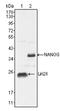 Lin-28 Homolog A antibody, AM06277PU-N, Origene, Western Blot image 