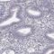 Speedy/RINGO Cell Cycle Regulator Family Member E4 antibody, HPA025704, Atlas Antibodies, Immunohistochemistry paraffin image 