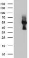 Protein ERGIC-53 antibody, TA502237S, Origene, Western Blot image 