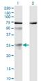 Twisted Gastrulation BMP Signaling Modulator 1 antibody, H00057045-M01, Novus Biologicals, Western Blot image 