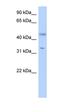 Short Chain Dehydrogenase/Reductase Family 16C Member 5 antibody, orb325767, Biorbyt, Western Blot image 