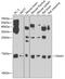 Sjoegren syndrome nuclear autoantigen 1 antibody, GTX32897, GeneTex, Western Blot image 