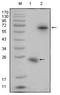 R-Spondin 1 antibody, AM06311SU-N, Origene, Western Blot image 