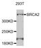BRCA2 antibody, abx123420, Abbexa, Western Blot image 