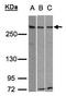 ATRX Chromatin Remodeler antibody, orb73893, Biorbyt, Western Blot image 