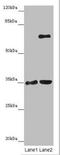 Zinc Finger Protein 75a antibody, orb26738, Biorbyt, Western Blot image 