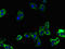 NRG-1 antibody, orb46231, Biorbyt, Immunofluorescence image 