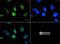 Histone Cluster 2 H3 Family Member D antibody, NB21-1143, Novus Biologicals, Immunofluorescence image 