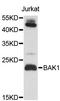 BAK1 antibody, abx126839, Abbexa, Western Blot image 