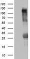 Tripartite Motif Containing 24 antibody, TA802798S, Origene, Western Blot image 