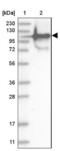 Shieldin Complex Subunit 2 antibody, NBP1-88980, Novus Biologicals, Western Blot image 