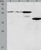 PiggyBac Transposable Element Derived 2 antibody, TA323419, Origene, Western Blot image 