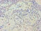 Eyes absent homolog 2 antibody, A55675-100, Epigentek, Immunohistochemistry paraffin image 