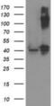 Pantothenate Kinase 3 antibody, NBP2-03298, Novus Biologicals, Western Blot image 