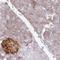 AMP deaminase 2 antibody, NBP2-47549, Novus Biologicals, Immunohistochemistry frozen image 