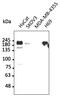 EGFR antibody, AB0106-100, Origene, Western Blot image 