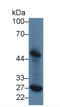 Phospholipase A2 Group VII antibody, LS-C295916, Lifespan Biosciences, Western Blot image 