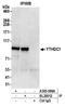 YTH Domain Containing 1 antibody, A305-096A, Bethyl Labs, Immunoprecipitation image 