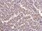 Cytochrome C1 antibody, NBP1-32072, Novus Biologicals, Immunohistochemistry frozen image 
