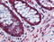 Barrier-to-autointegration factor antibody, 51-534, ProSci, Immunohistochemistry frozen image 