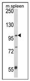 Anoctamin-5 antibody, AP21362PU-N, Origene, Western Blot image 