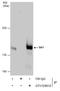Stromal Antigen 1 antibody, GTX129912, GeneTex, Immunoprecipitation image 