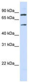 Long-chain fatty acid transport protein 4 antibody, TA333949, Origene, Western Blot image 