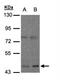 Mu-type opioid receptor antibody, NBP1-31180, Novus Biologicals, Western Blot image 