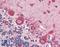 Calreticulin antibody, LS-B3473, Lifespan Biosciences, Immunohistochemistry paraffin image 