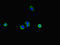 ERLIN2 antibody, LS-C677837, Lifespan Biosciences, Immunofluorescence image 