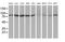 Ubiquitin Like Modifier Activating Enzyme 2 antibody, MA5-25437, Invitrogen Antibodies, Western Blot image 