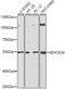 24-Dehydrocholesterol Reductase antibody, 19-642, ProSci, Western Blot image 