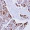 Rac Family Small GTPase 1 antibody, orb74185, Biorbyt, Immunohistochemistry paraffin image 