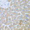 Protein O-Linked Mannose N-Acetylglucosaminyltransferase 1 (Beta 1,2-) antibody, A03489, Boster Biological Technology, Immunohistochemistry frozen image 