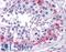 BRCA1-A complex subunit Abraxas antibody, LS-B4515, Lifespan Biosciences, Immunohistochemistry frozen image 