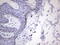 Zinc finger protein GLI1 antibody, CF803968, Origene, Immunohistochemistry frozen image 