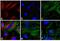 Mouse IgG (H+L) antibody, A16171, Invitrogen Antibodies, Immunofluorescence image 