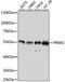 DNA primase large subunit antibody, LS-C747048, Lifespan Biosciences, Western Blot image 